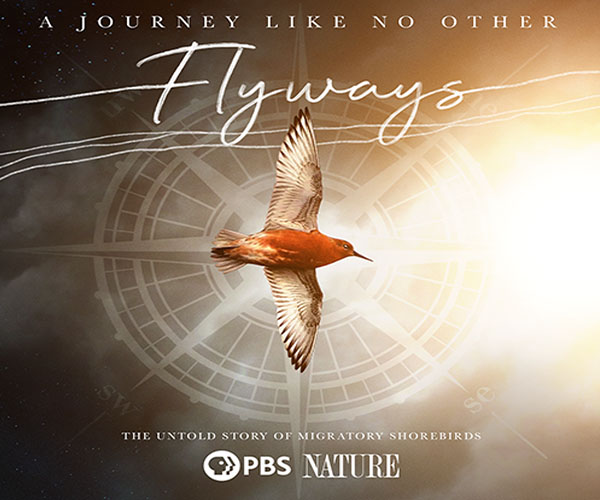 Flyways - Bird navigation