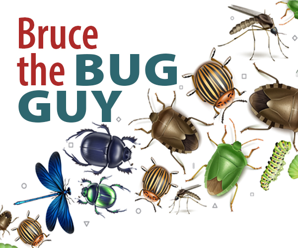 Bruce the Bug Guy with insects crawling across the page